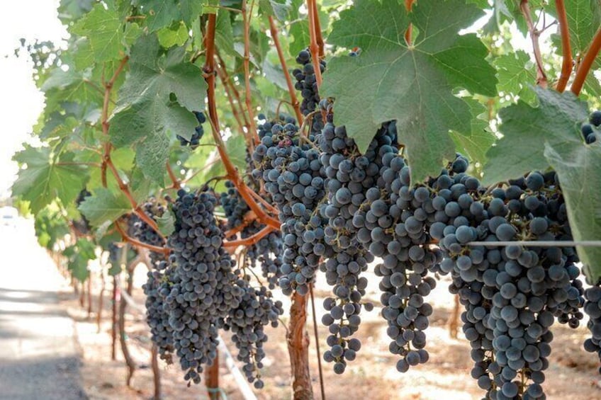 Maipu or Lujan de Cuyo Wineries Visiting Mendoza by Private Sedan