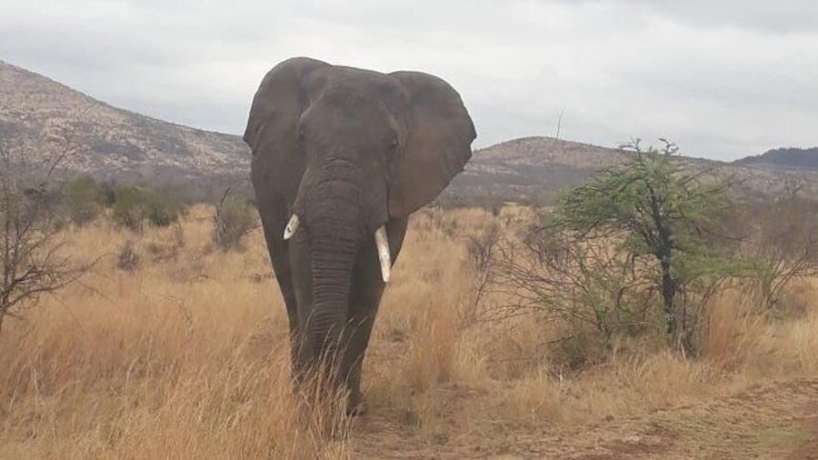 Mighty African elephant