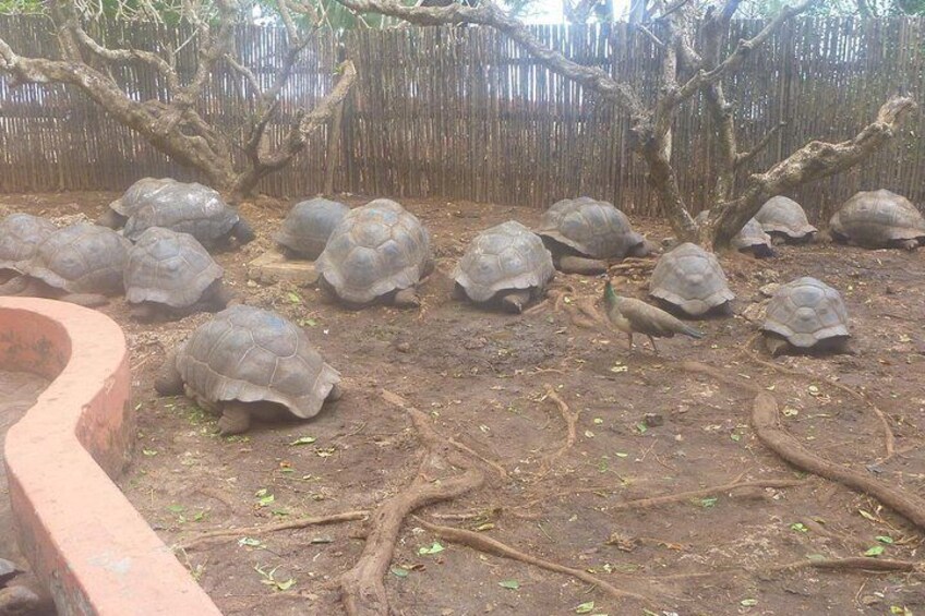 Giant Tortoises