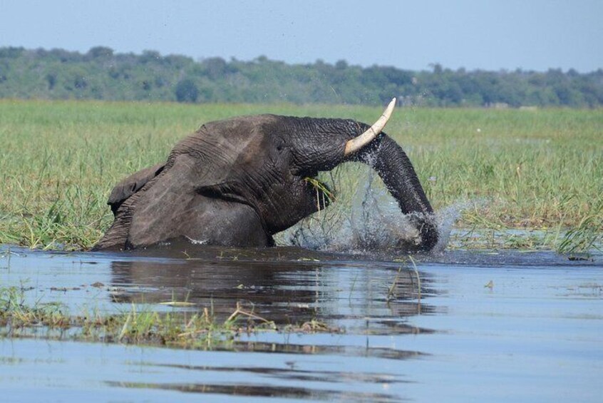 Elephant in the Chobe