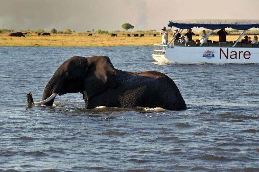 Chobe Sunset Cruise