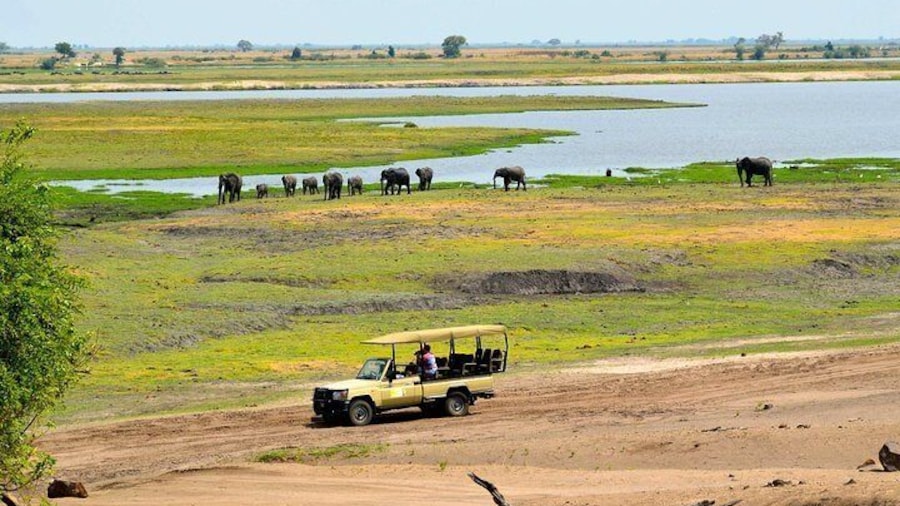 Chobe National Park Game Drive