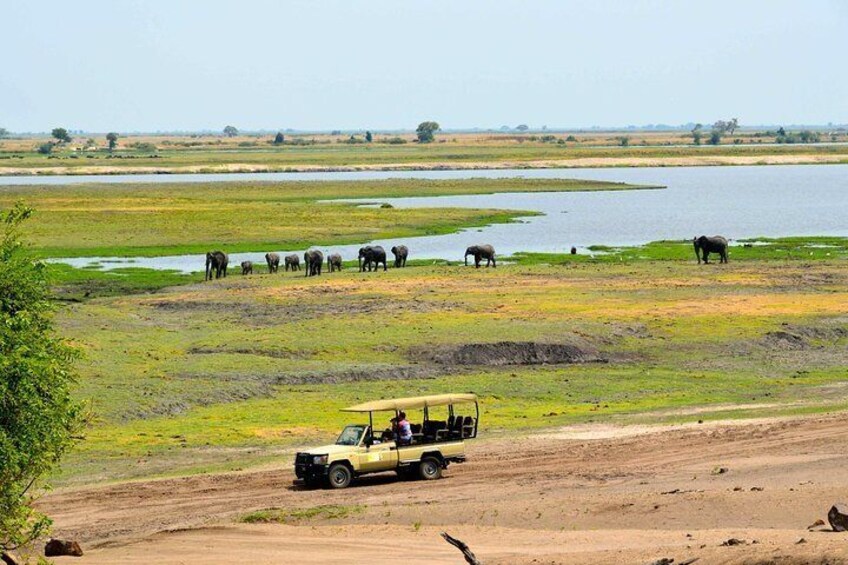 Chobe National Park Game Drive