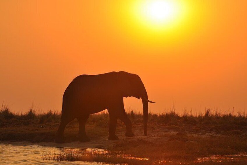 Chobe Elephant at Sunset