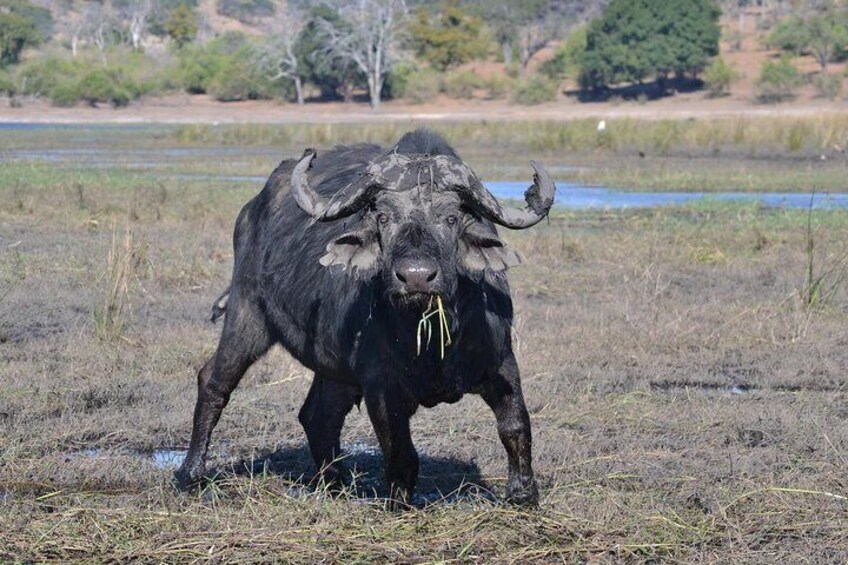Chobe Buffalo