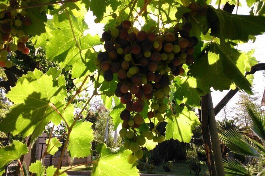 Wine Tour with Lunch from Mendoza