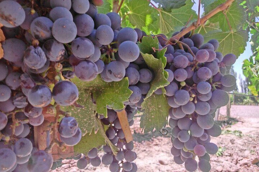 Wine Tour with Lunch from Mendoza