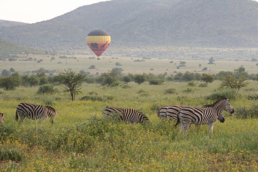 Ballooning in the wild! Pilanesberg National Park