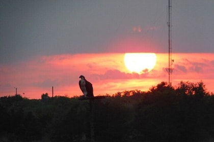 2-Hour Sunset Safari Eco Cruise from Cape May