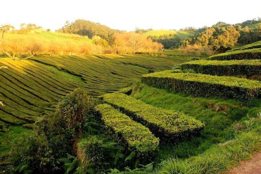 Visit the currently only tea plantation in Europe.