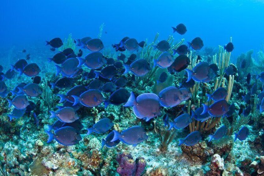 Glass Bottom Boat Cruise at Buccoo Reef
