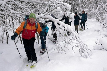 Trugetur med guide på Tromsøya i Tromsø