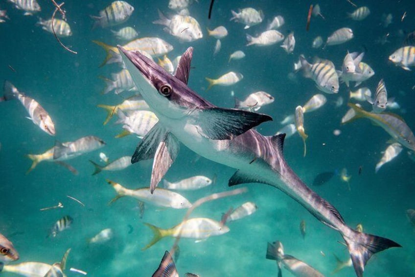 In the midst of a shoal of yellow-tailed tropical fish in Puerto Rico, a Remora (or suckerfish) steals focus.