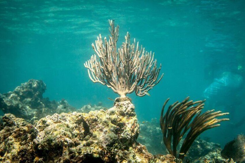 Coral formations sit just meters below the surface in the waters off Puerto Rico.