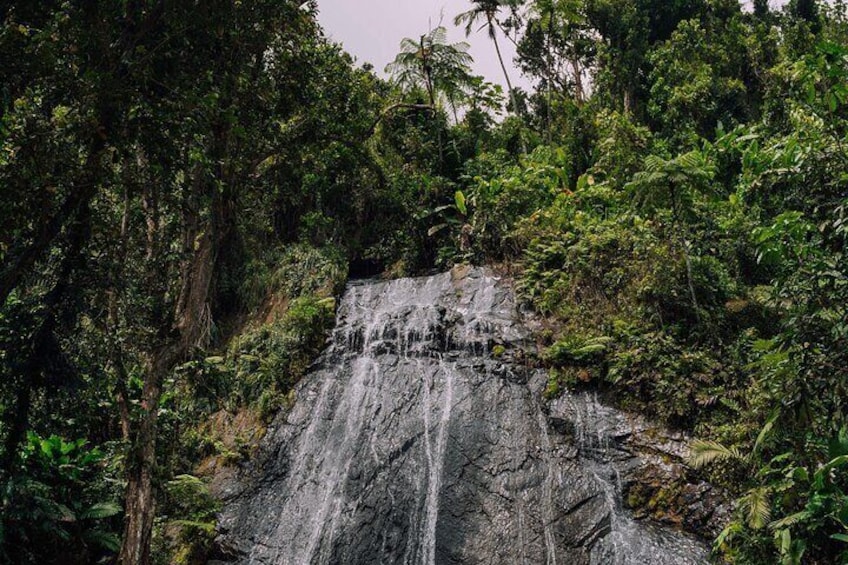 El Yunque Rainforest Half-Day Trip from San Juan