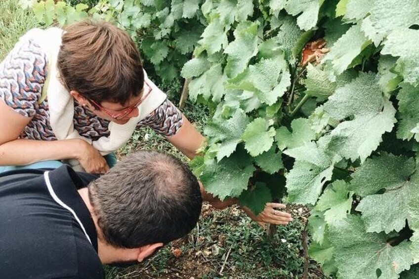 Vineyard tour in Vouvray, Loire Valley