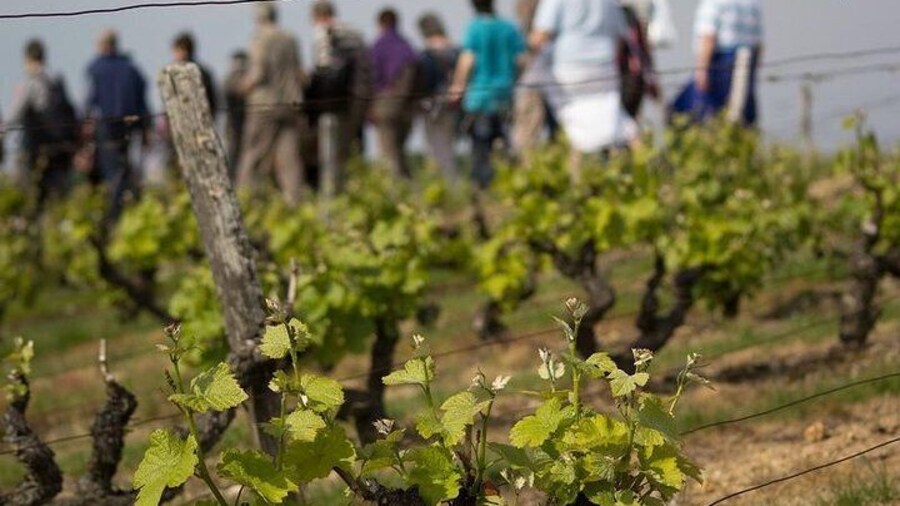 Guided walk in the vineyard of Vouvray