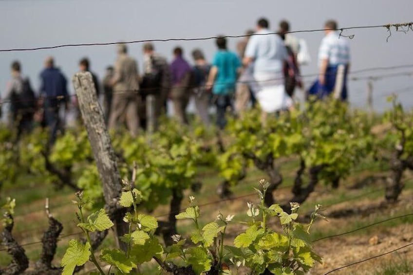 Guided walk in the vineyard of Vouvray