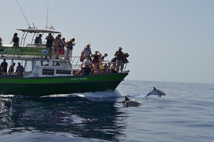 Dolphin and Whale Watching by Flipper in La Palma