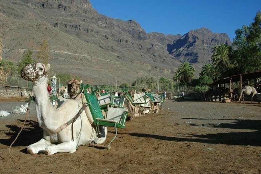 Camel Ride in Fataga with Tapas and drinks