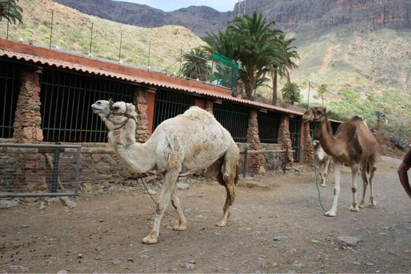 Camel Ride in Fataga with Tapas and drinks