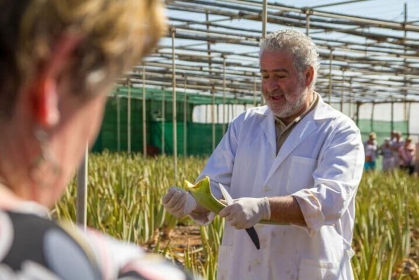 Full-Day Tour Exploring History, Nature and Aloe Vera Farm