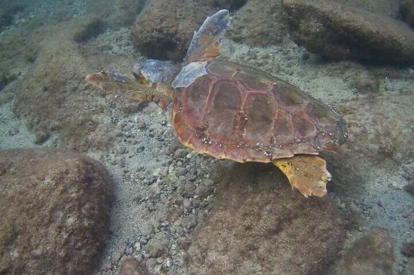 2-hour Scuba Diving Baptism in Costa Teguise, Lanzarote