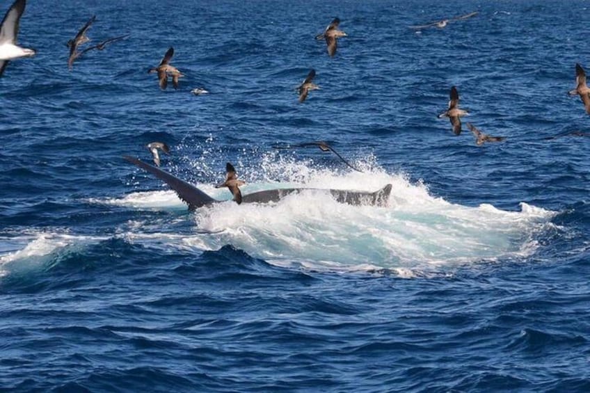 2-Hour Dolphin and Whale Watching in Gran Canaria