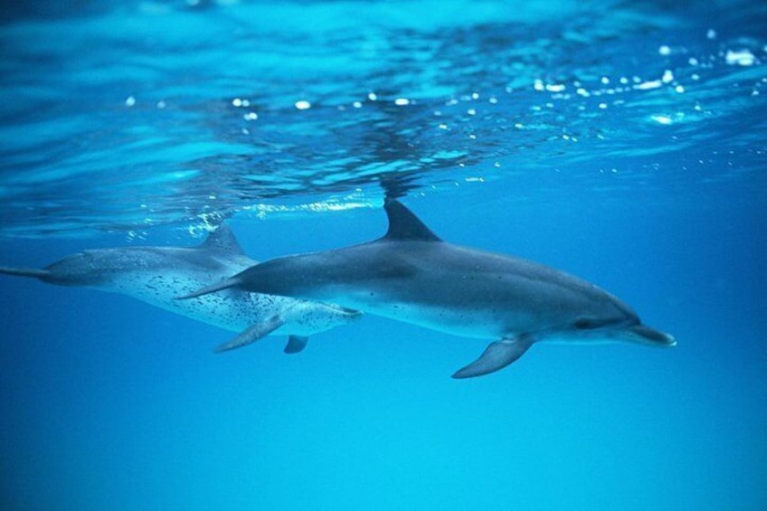 2-Hour Dolphin and Whale Watching in Gran Canaria