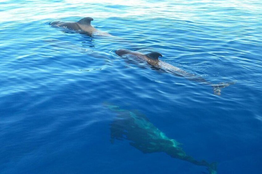 3-Hour Whale and Dolphin Watching