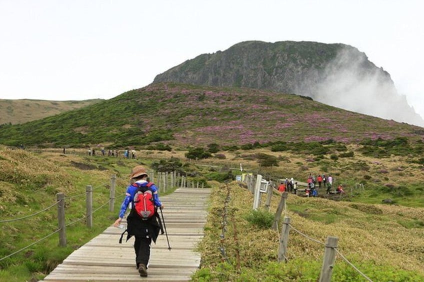 Full-day Customizable Private Essential Jeju Island Tour for South course