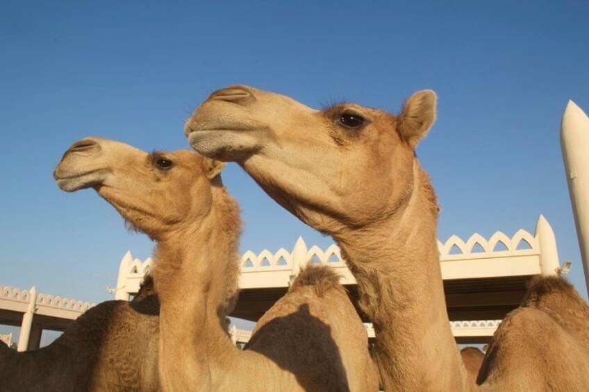 Royal Camel Farm