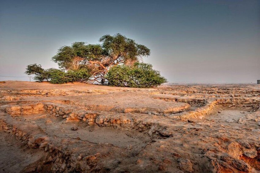 Tree of Life