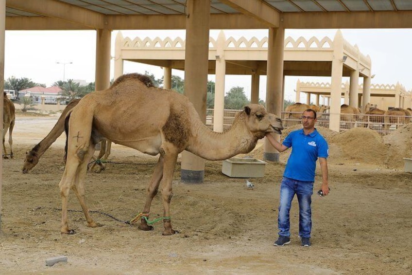 Royal Camel Farm