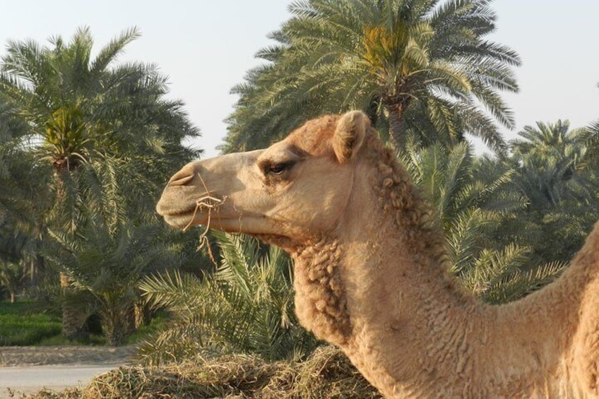 Royal Camel Farm
