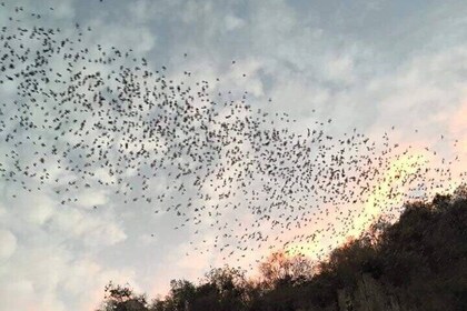 Battambang Privat ettermiddagstur bambustog flaggermushule og landsby