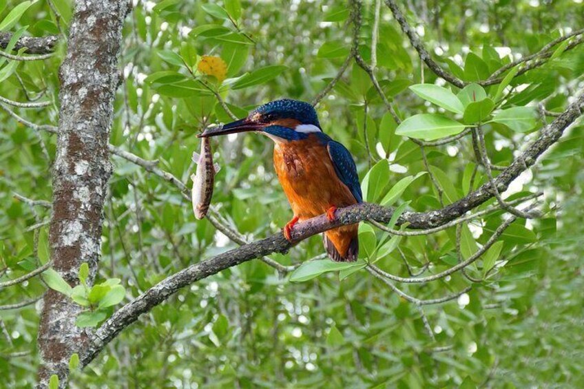 Kingfisher