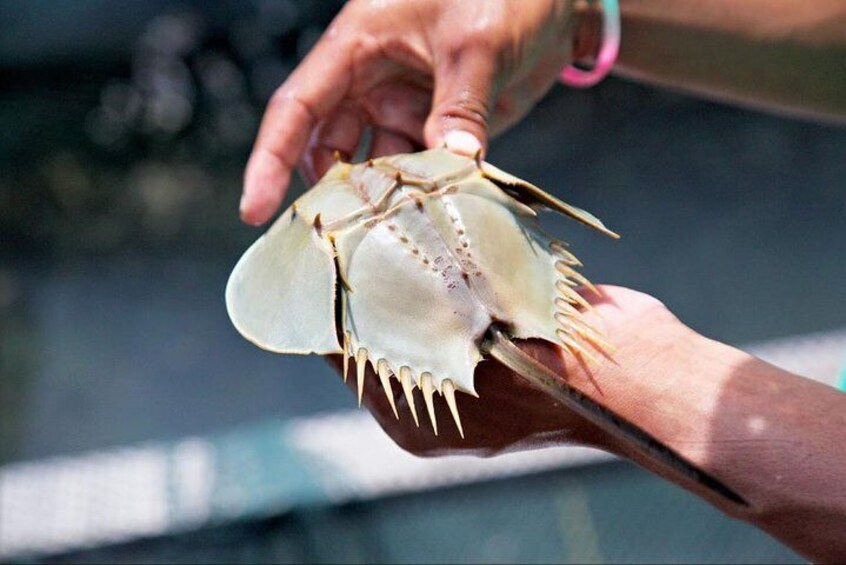 Horseshoe crab at the Fish Farm