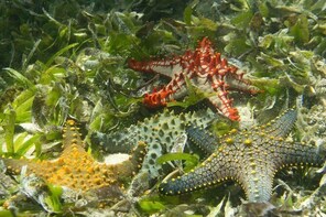 Sudi Island Day tour from Watamu-with Lunch