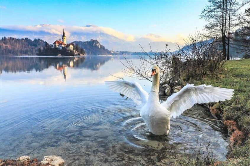 Bled Castle and Island