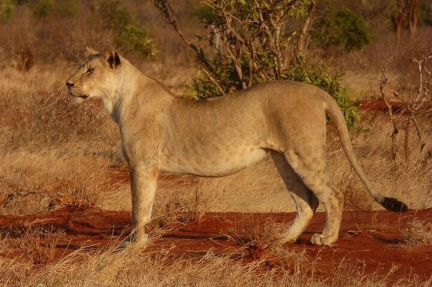 lioness in Tsavo