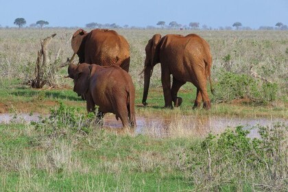 Tsavo National Park Small group Day trip