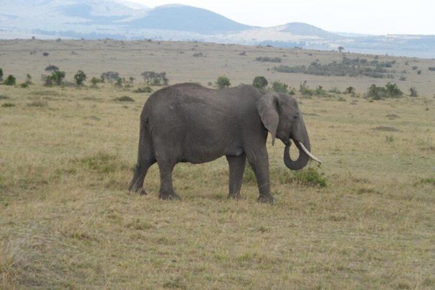 Tsavo National Park Day trip from Mombasa