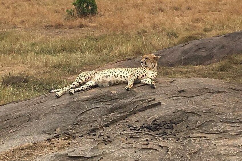 Tsavo National Park Day trip from Mombasa