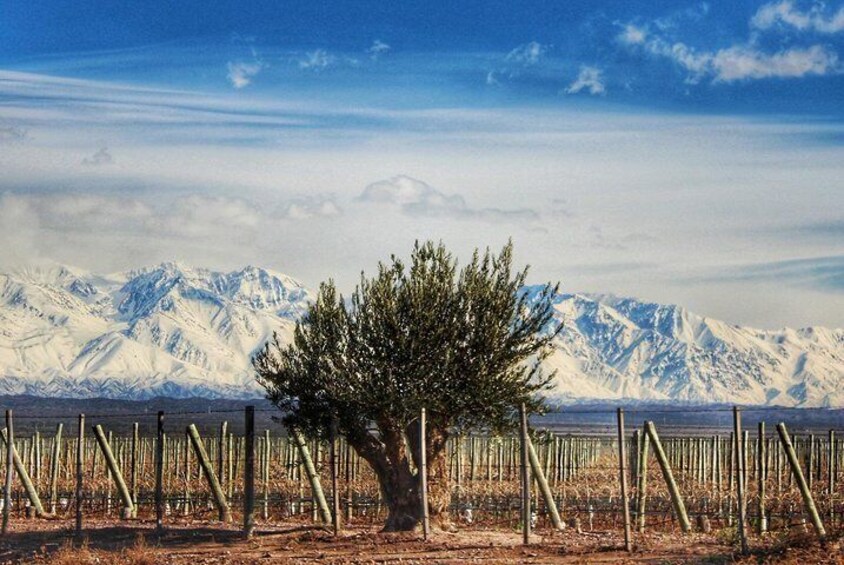 Andes and vineyard views 