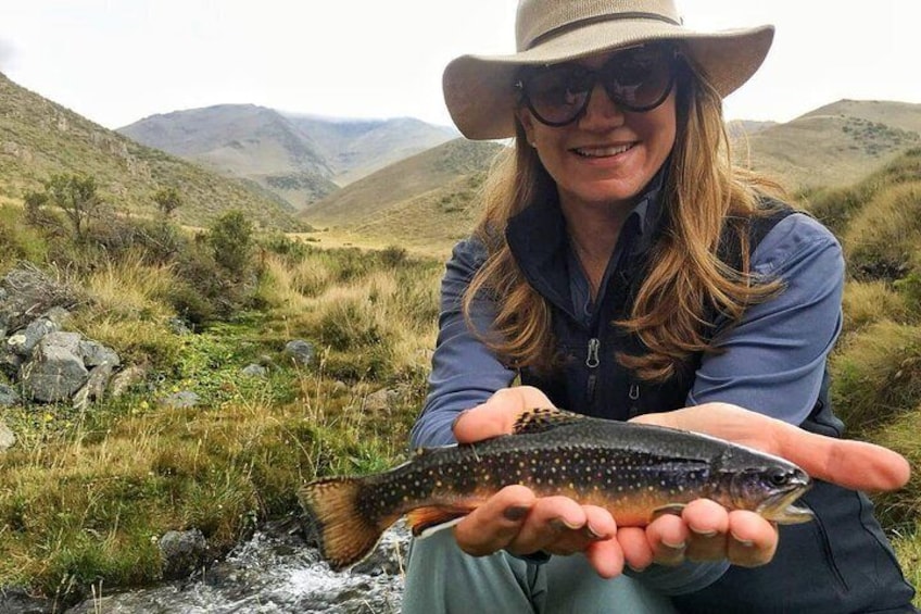 Wild trout in the mountains