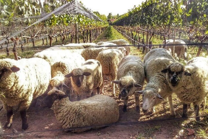 Biodynamic vineyards