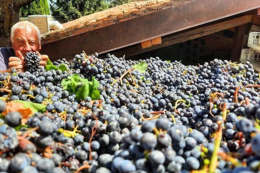 Maurizio and his Syrah '22