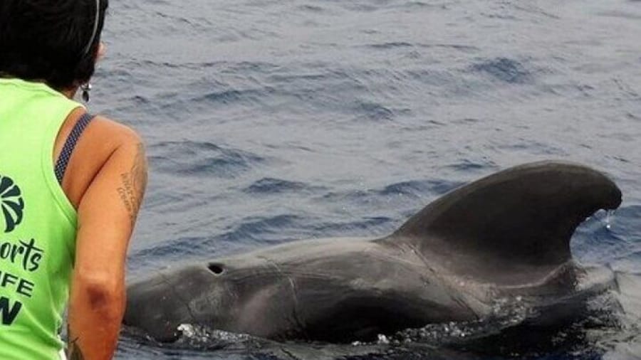 No chase Whale & Dolphin tour putting Marine Life first - we care