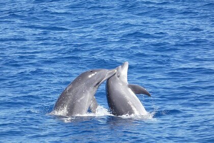 Whale & Dolphin Watching Boat Tour from Los Cristianos